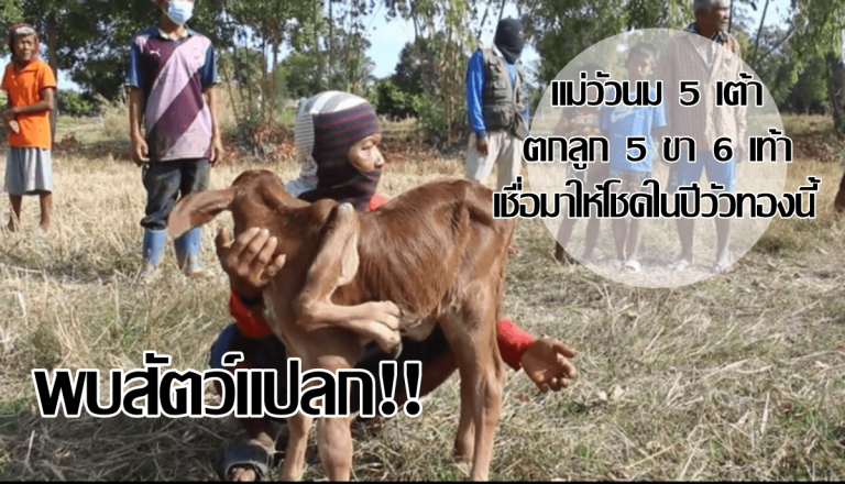 สัตว์แปลกให้โชค