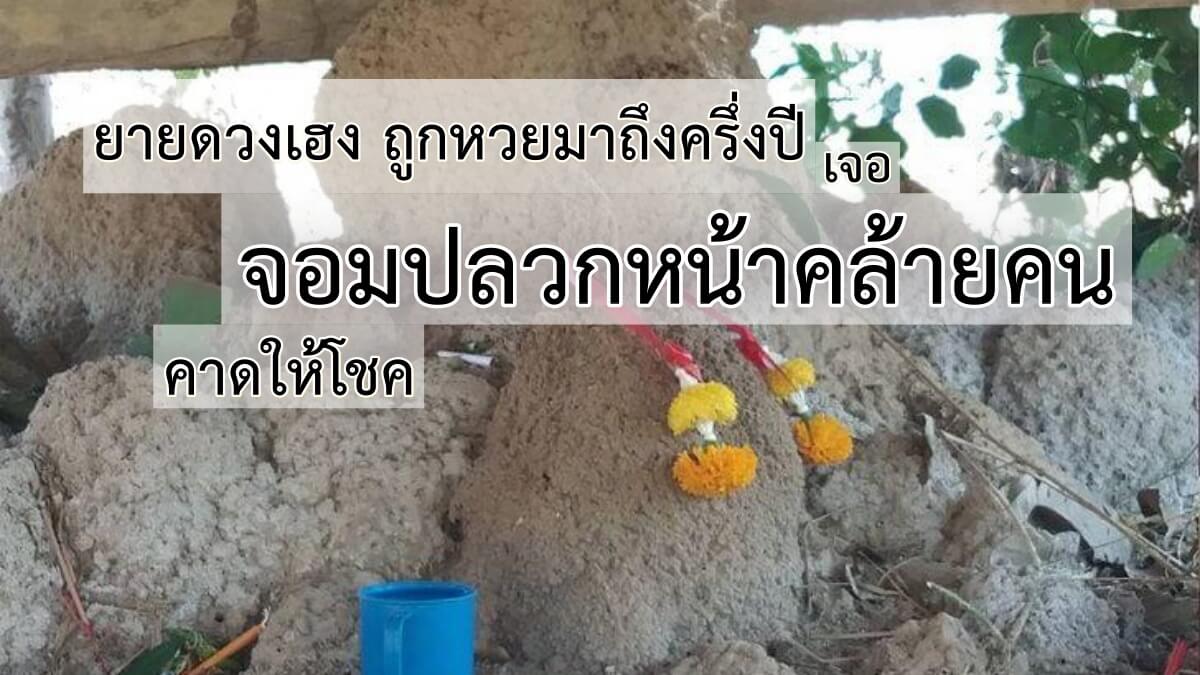 จอมปลวกหน้าคน