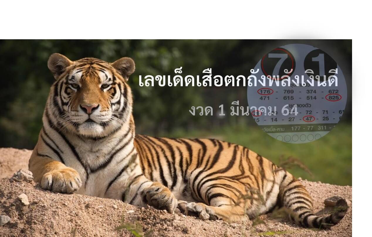 เลขเด็ดเสือตกถังพลังเงินดี