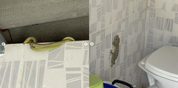 ตุ๊กแก งูเขียว อยู่ในห้องน้ำ