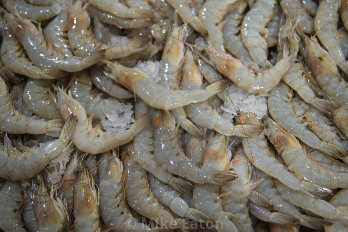 กุ้งหลายตัวมาก 