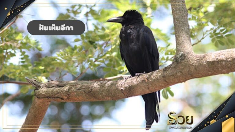 ฝันเห็นอีกา